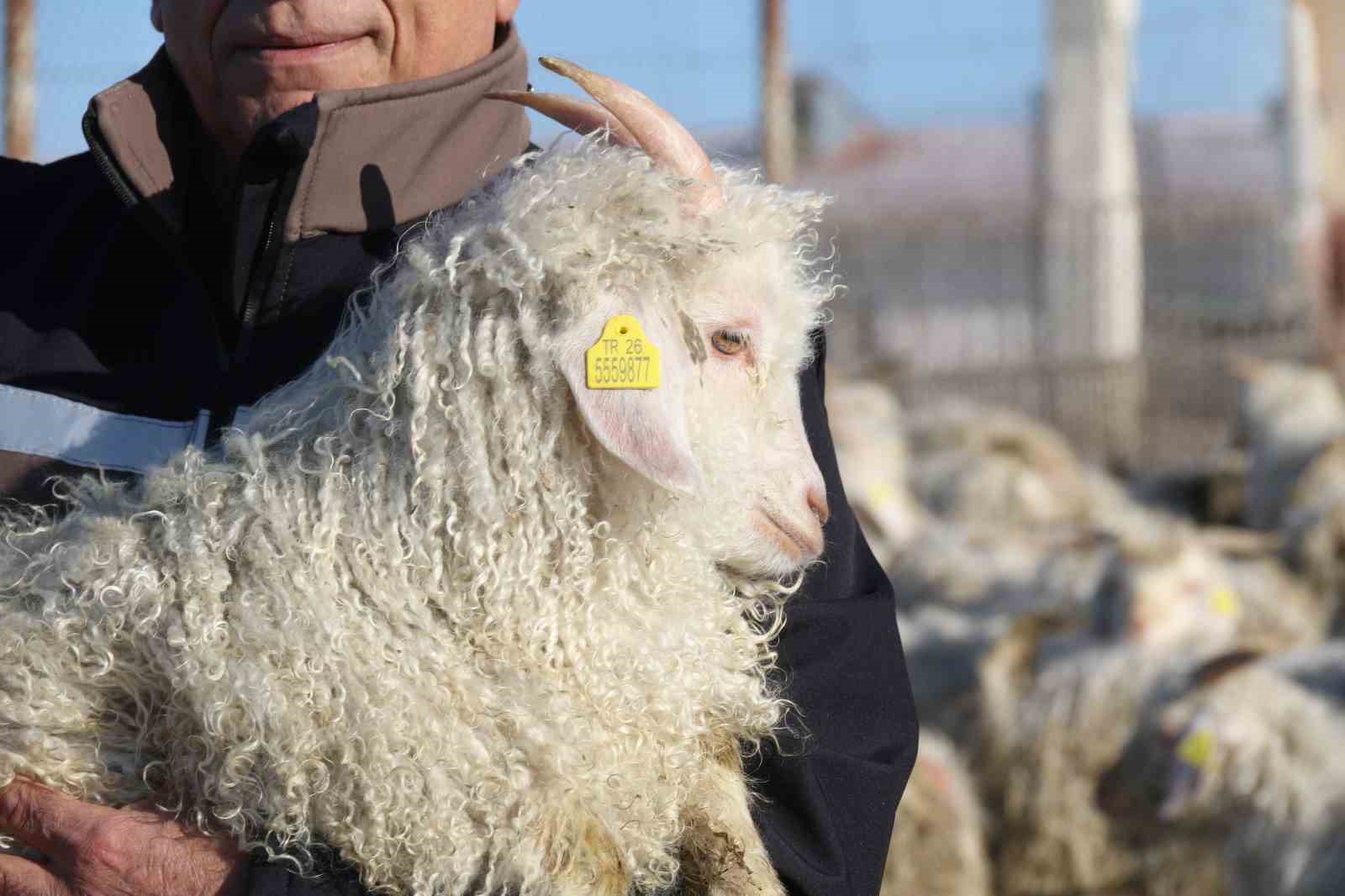Nesli tükenme tehlikesi altında olan bin 200 Ankara keçisine gözleri gibi bakıyorlar