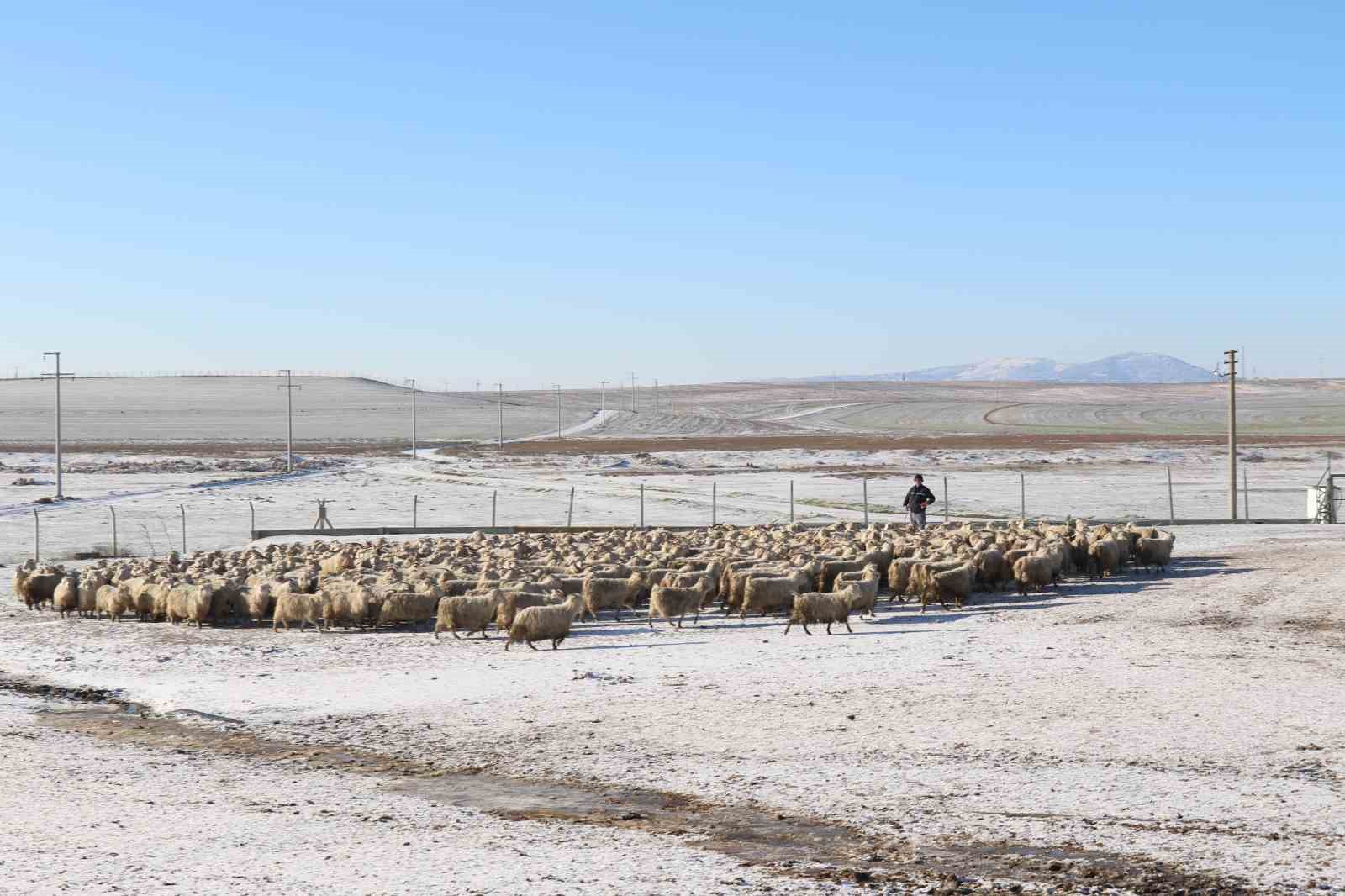 Nesli t&uuml;kenme tehlikesi altında olan bin 200 Ankara ke&ccedil;isine g&ouml;zleri gibi bakıyorlar
