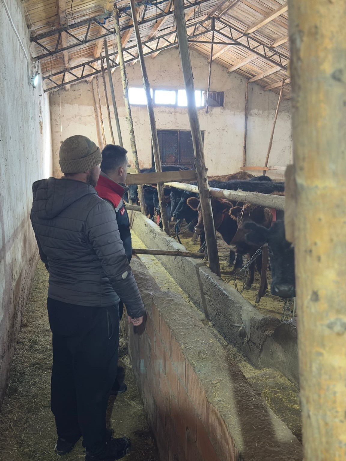 Aydıntepe’de hayvancılığa destek kapsamında düve teslimatları sürüyor