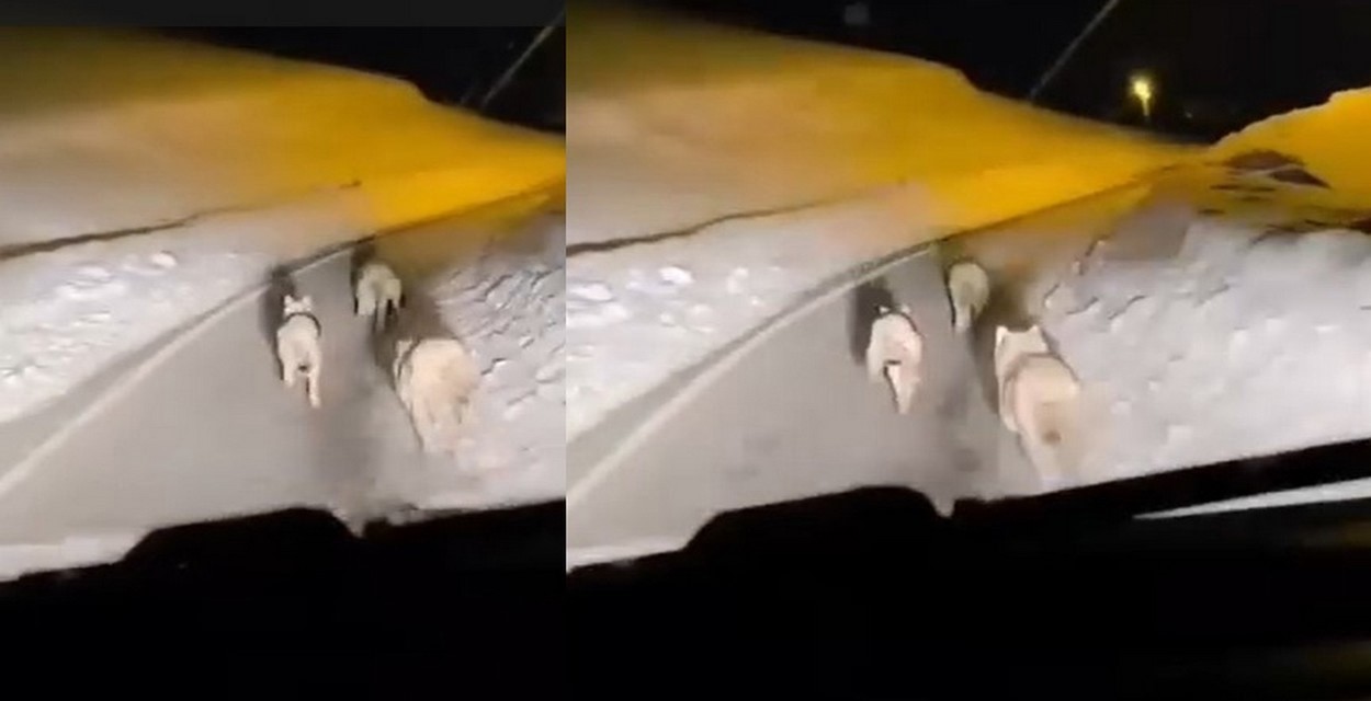 Geçitli köyüne inen kurt sürüsü görüntülendi