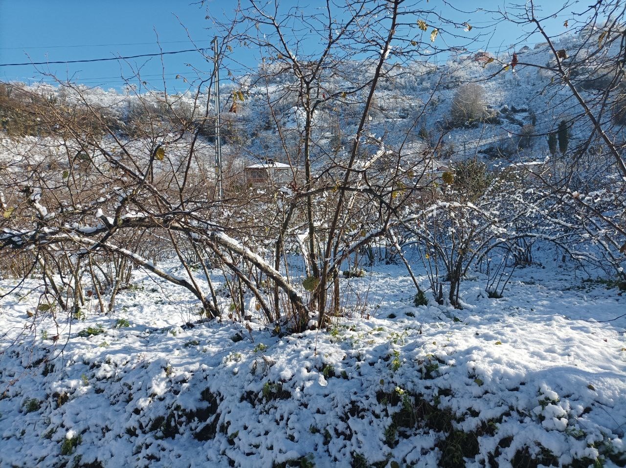 Mevsiminde yağan kar fındık &uuml;reticisini sevindirdi
