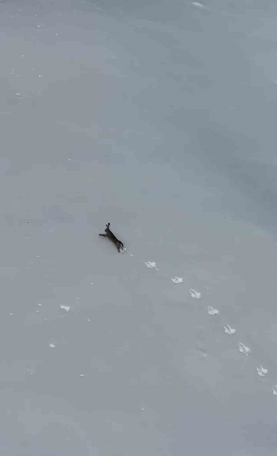 Kar üzerinde koşan yaban tavşanı görüntülendi