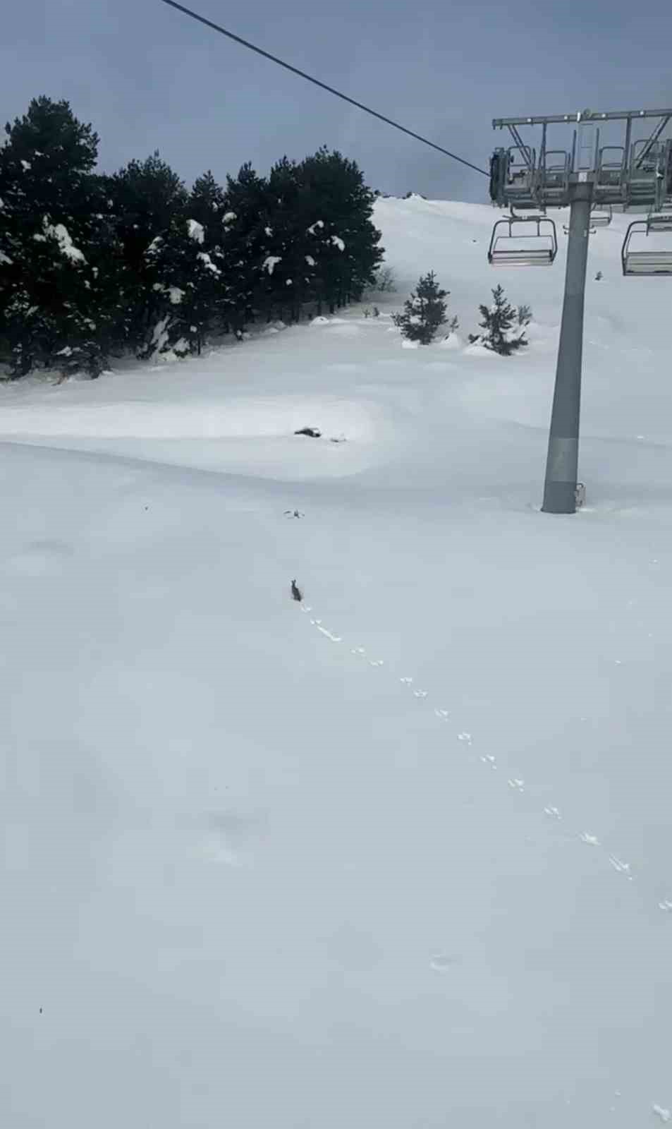 Kar &uuml;zerinde koşan yaban tavşanı g&ouml;r&uuml;nt&uuml;lendi
