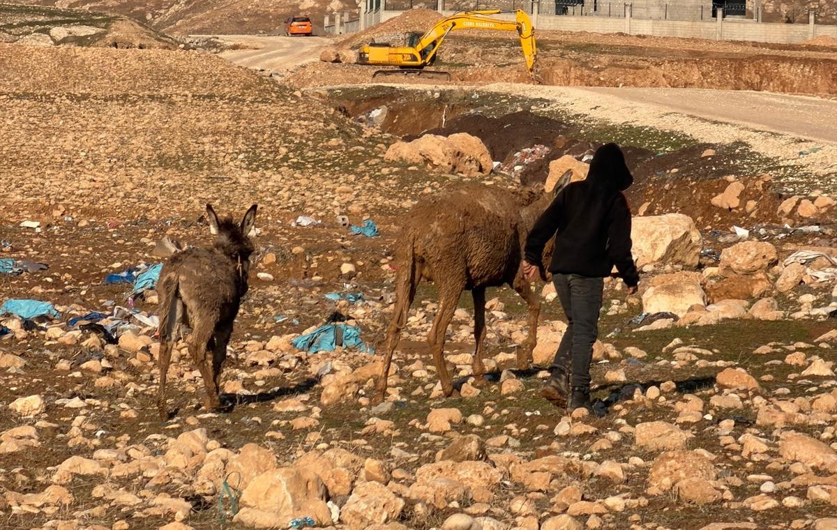 Cizre’de bataklığa saplanan eşekler kurtarıldı
