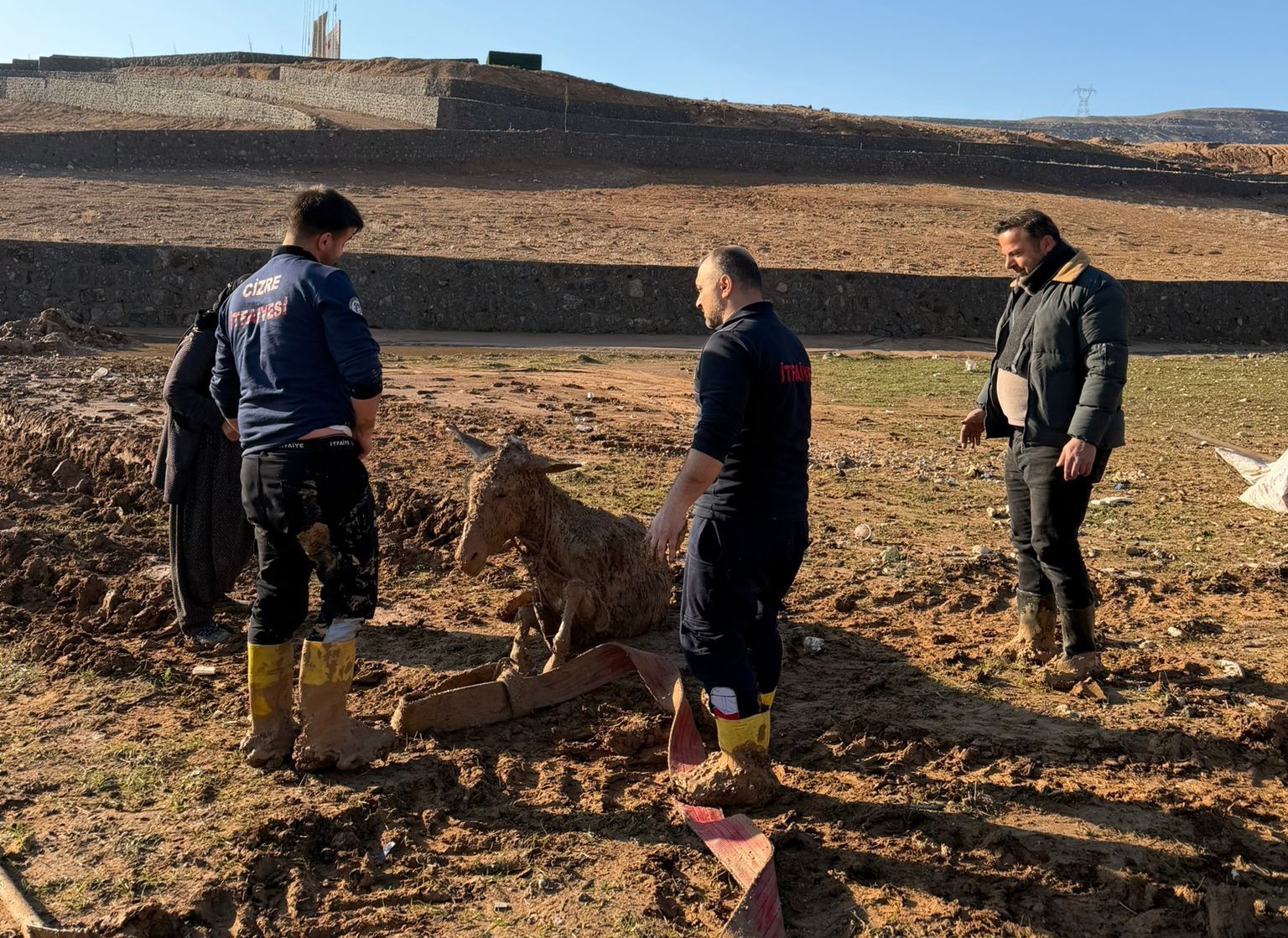 Cizre&rsquo;de bataklığa saplanan eşekler kurtarıldı
