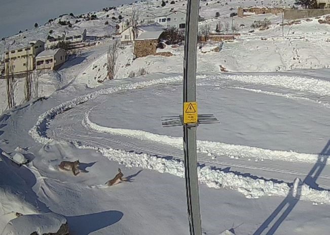 Doğanın kanunu gözler önüne serildi, vaşağın tavşan avı anbean kaydedildi
