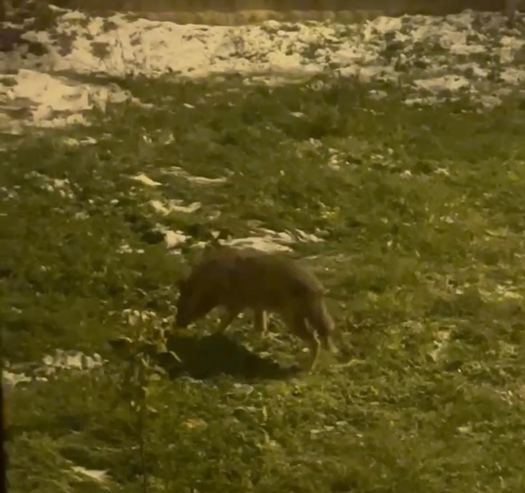 Başkentte kurt sürüsü görüldü