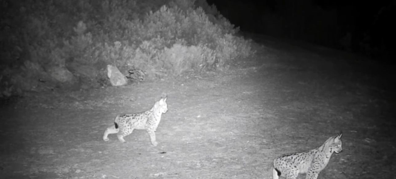 "Ormanın hayaleti" vaşak görüntülendi