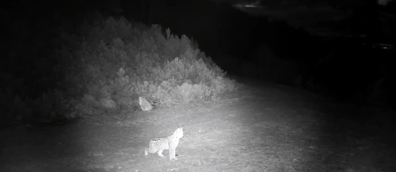 "Ormanın hayaleti" vaşak görüntülendi