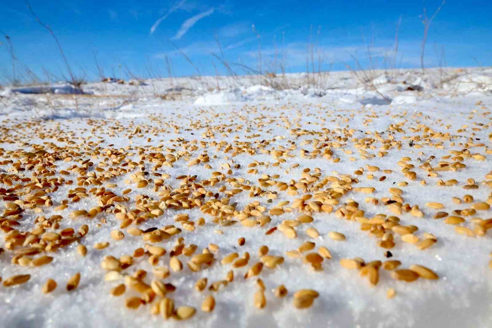 Malatya Darende’de yaban hayvanları için doğaya yem bırakıldı