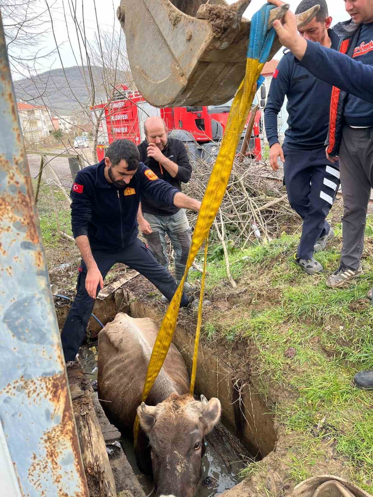 Kuyuya düşen ineği itfaiye kurtardı