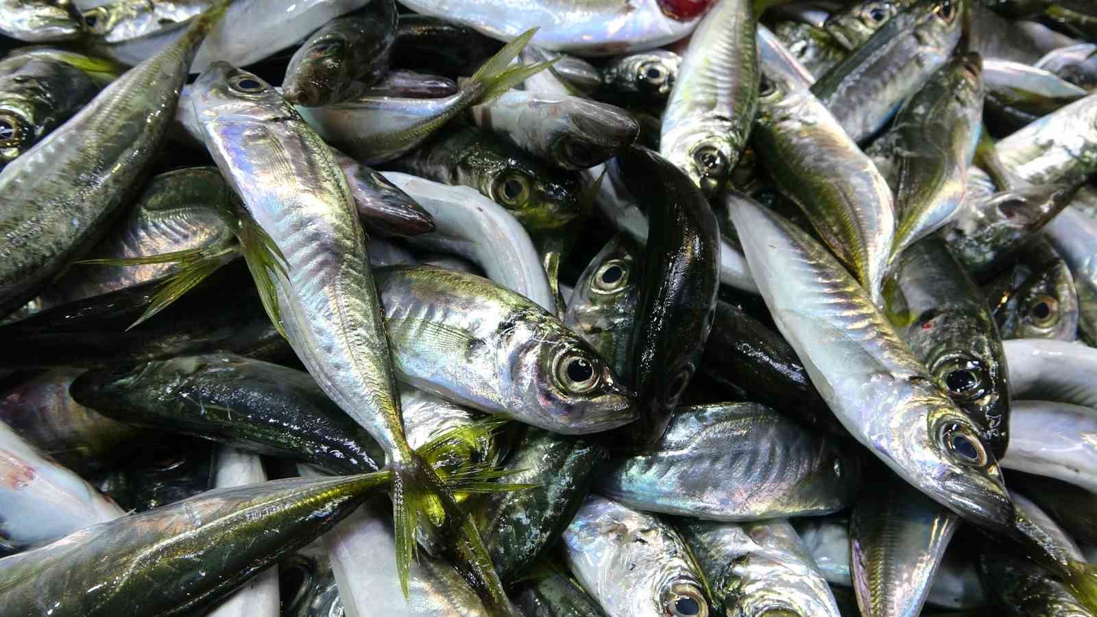 Beklenen G&uuml;rcistan hamsisi gelmeyince tezgahlar buzhane hamsisine kaldı
