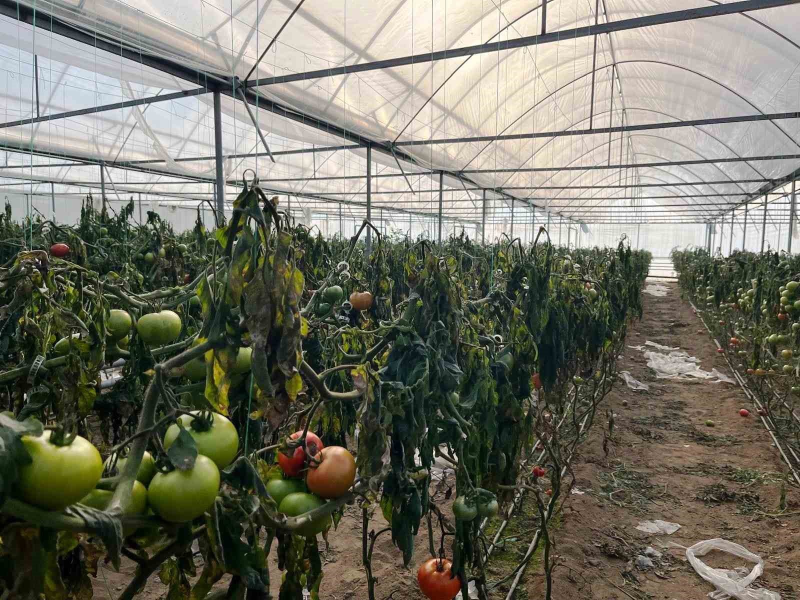 Simav’daki seralarda zirai don zarar tespit çalışması yapıldı