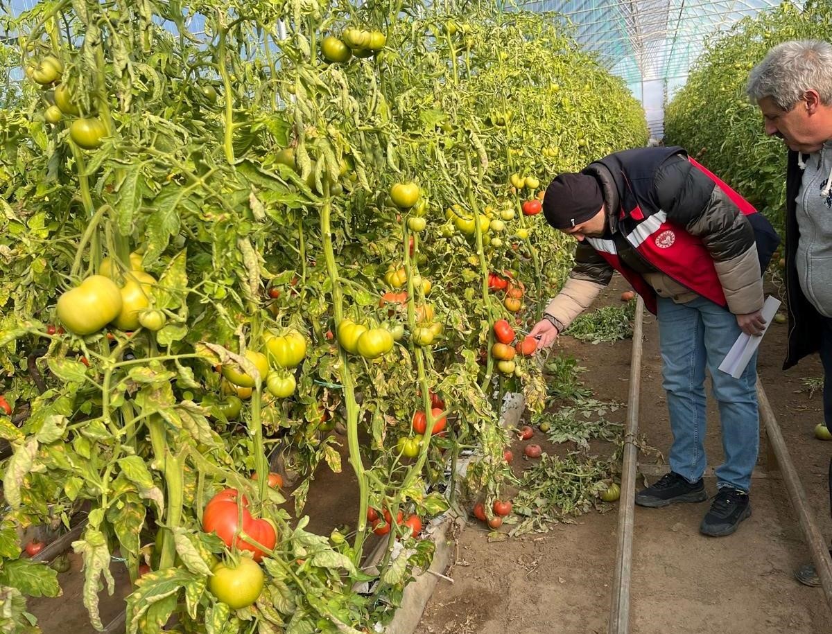 Simav&rsquo;daki seralarda zirai don zarar tespit &ccedil;alışması yapıldı
