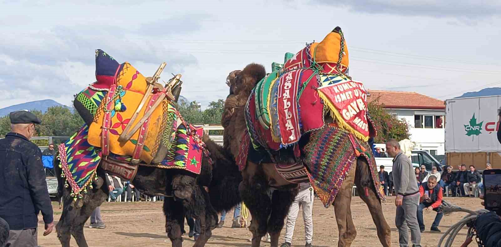 Şap hastalığı deve güreş gösterilerine de sekte vurdu