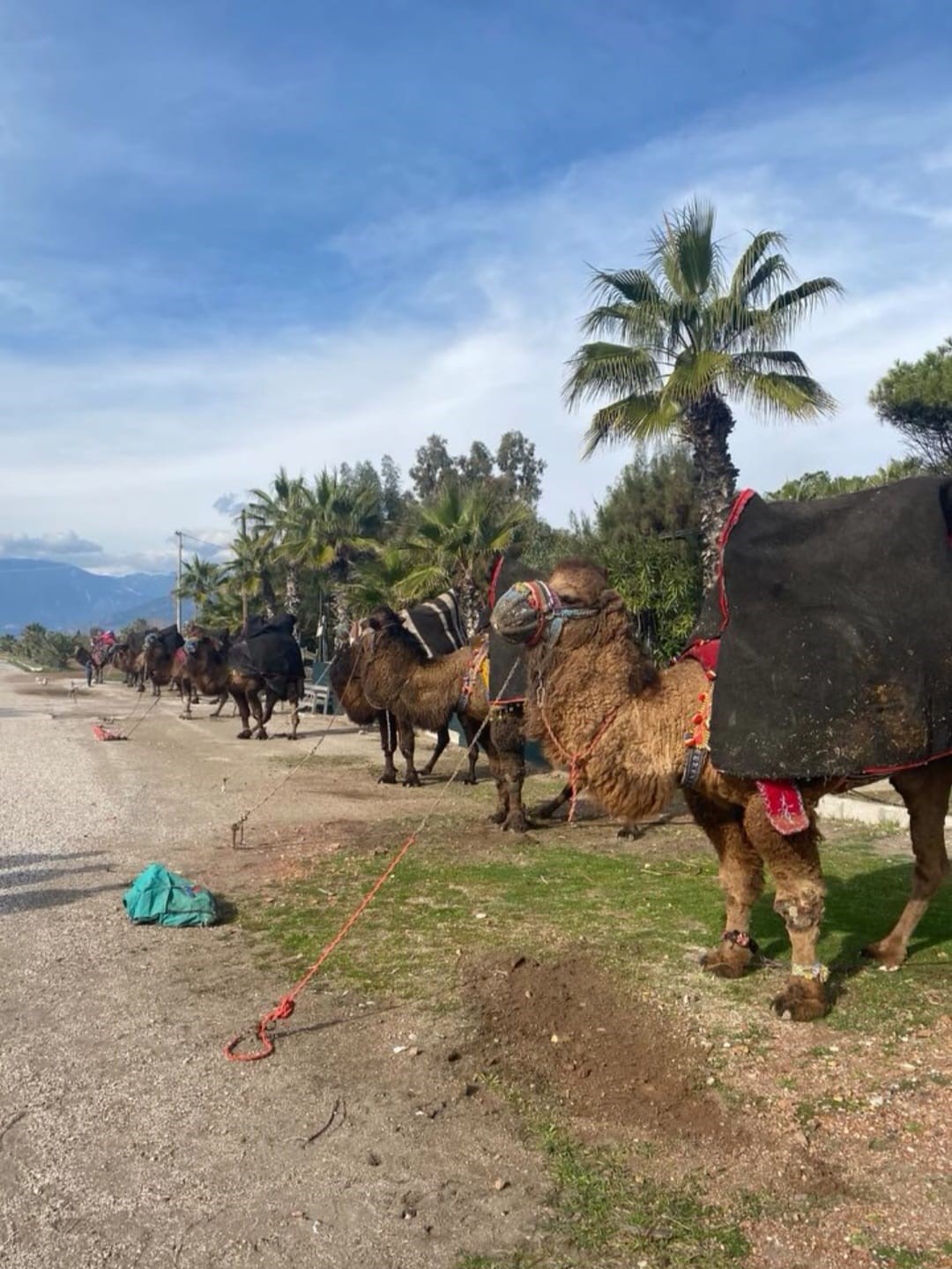 Şap hastalığı deve g&uuml;reş g&ouml;sterilerine de sekte vurdu
