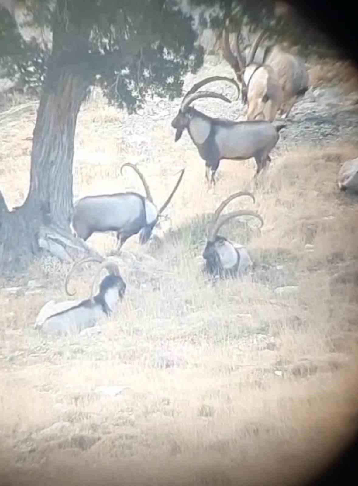 Toroslardaki yaban keçileri koruma altında