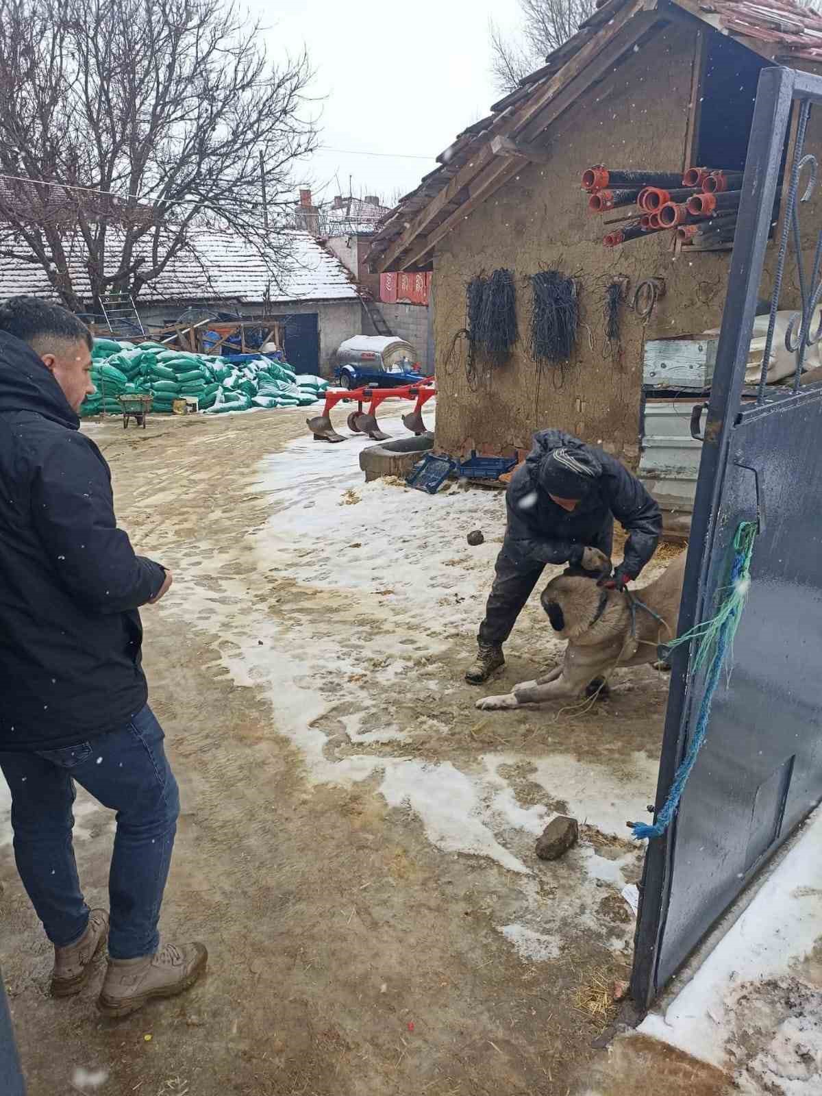 Yozgat’ta 2025 yılında 7 bin 548 sahipli hayvana mikroçip uygulandı