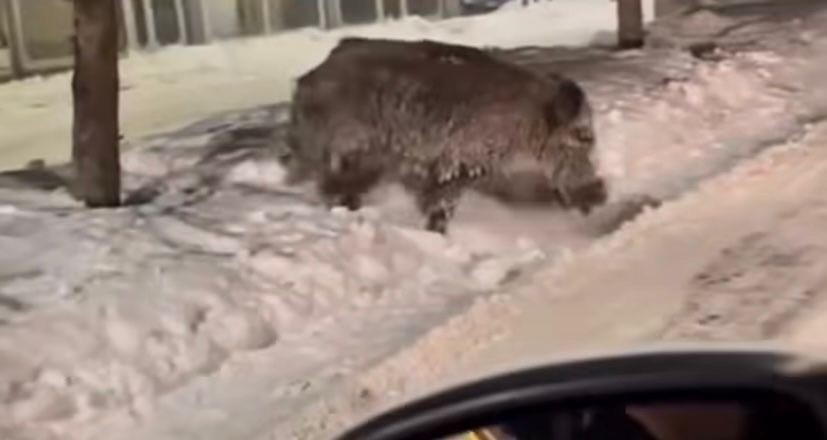 Patnos ilçe merkezinde yaban domuzu görüldü