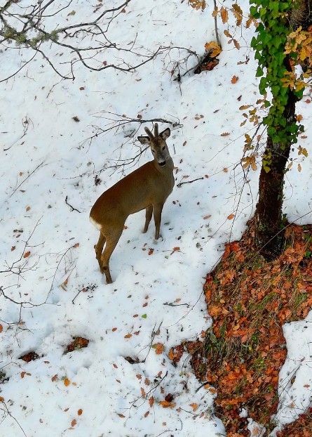 Kastamonu’da kar altındaki karacalar dron ile görüntülendi