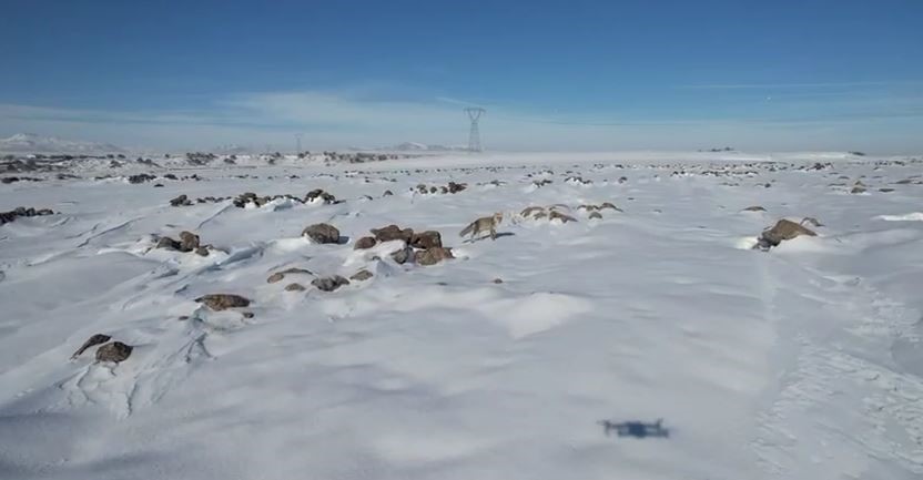 Tilki ile dronun eğlenceli m&uuml;cadelesi kameraya yansıdı
