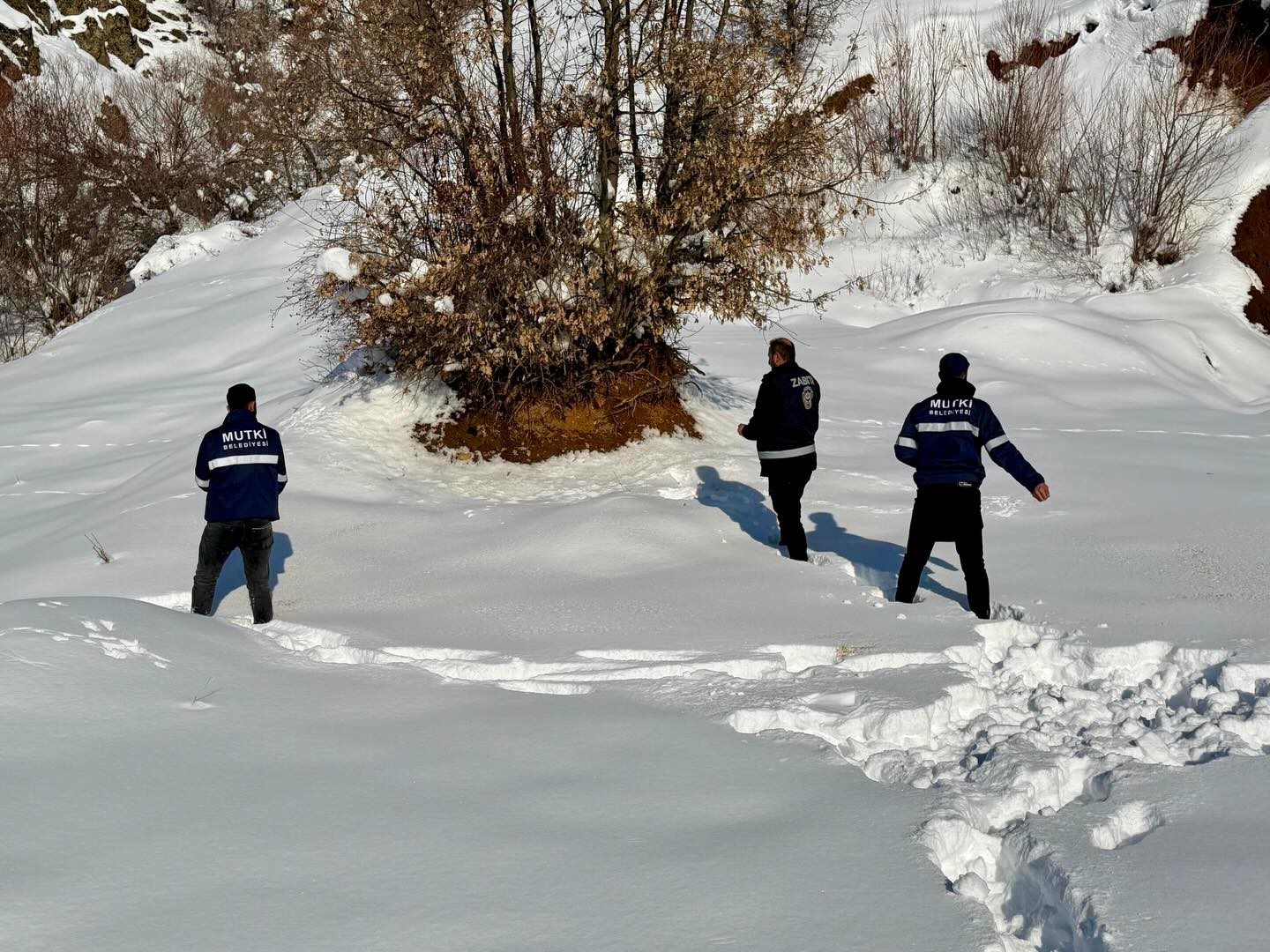 Mutki Belediyesi zorlu kış şartlarında yaban hayatını unutmadı