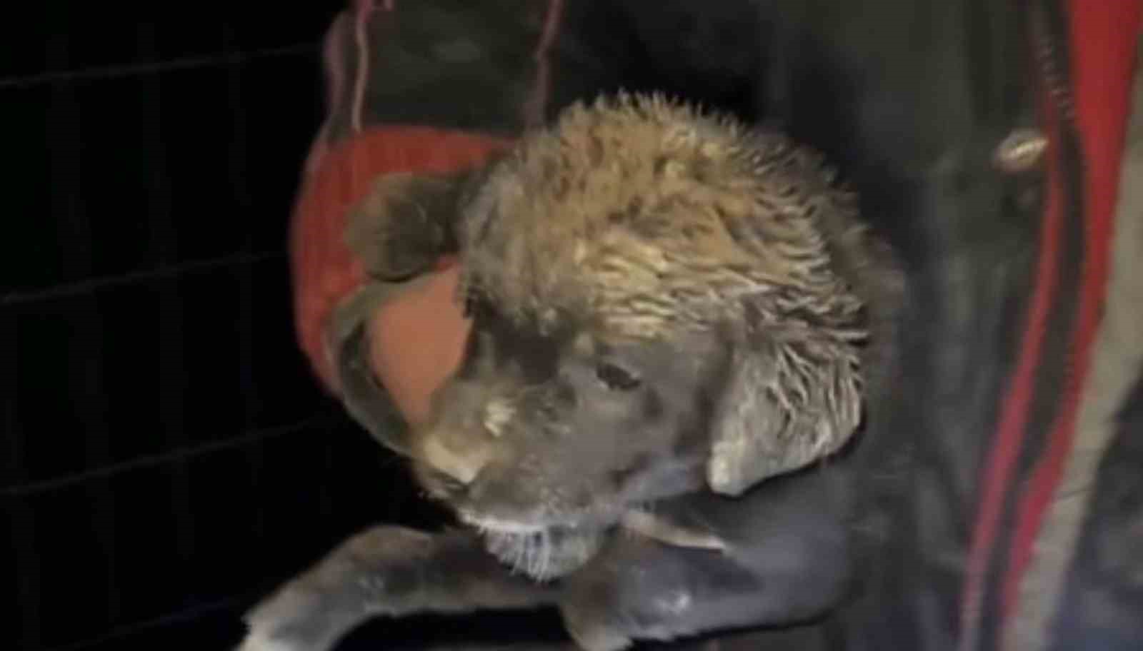 Samsun’da çukura düşen yavru köpek, zabıta ekiplerince kurtarıldı