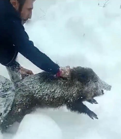 Karlı yolda domuzu elleriyle yakalayan adam konuştu: "Bir anı olsun diye yakaladım, kimseye tavsiye etmem"
