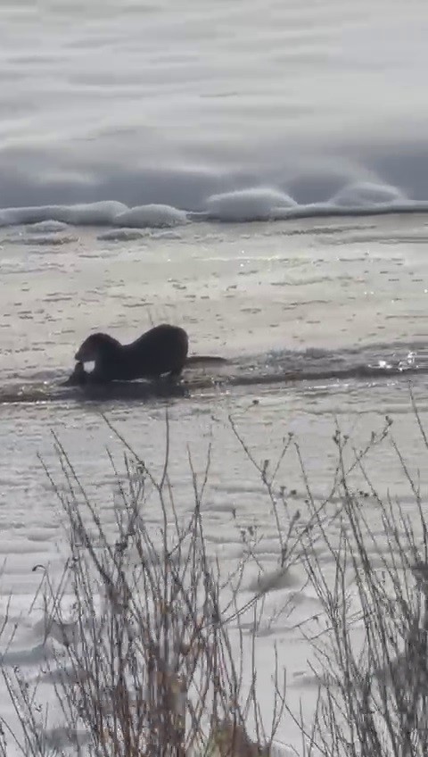 Murat Nehri&rsquo;nde su samurları g&ouml;r&uuml;nt&uuml;lendi
