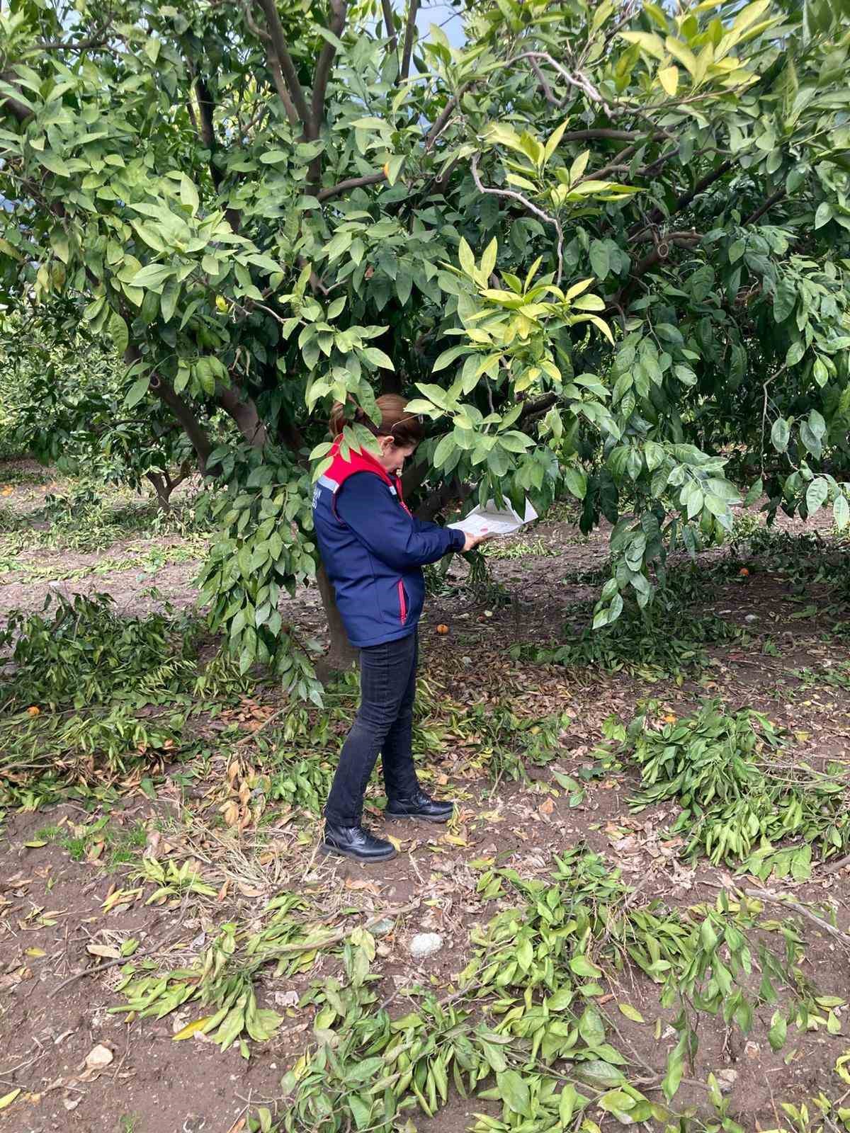 Narenciye bah&ccedil;eleri kontrol edildi
