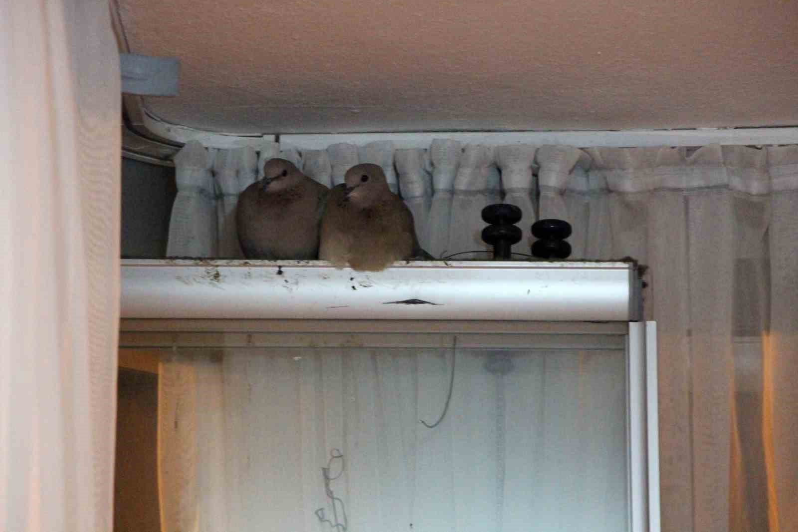 Kışın ortasında balkon camını kapatmıyorlar, nedeni ise &ccedil;ifte kumrular
