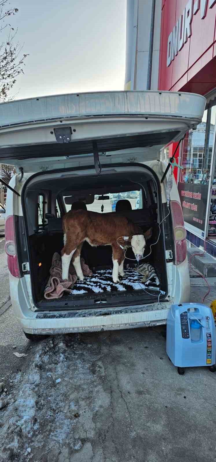 Dumandan zehirlenen 6 g&uuml;nl&uuml;k buzağıya bagajda acil m&uuml;dahale
