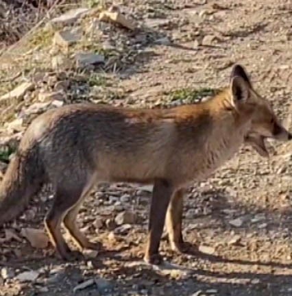 Dağda karşılaştığı tilkiyi çerezle besledi