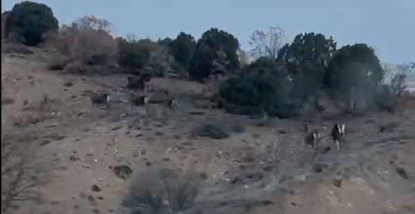 Mihalı&ccedil;&ccedil;ık&rsquo;ta ka&ccedil;ışan 10 geyik b&ouml;yle g&ouml;r&uuml;nt&uuml;lendi
