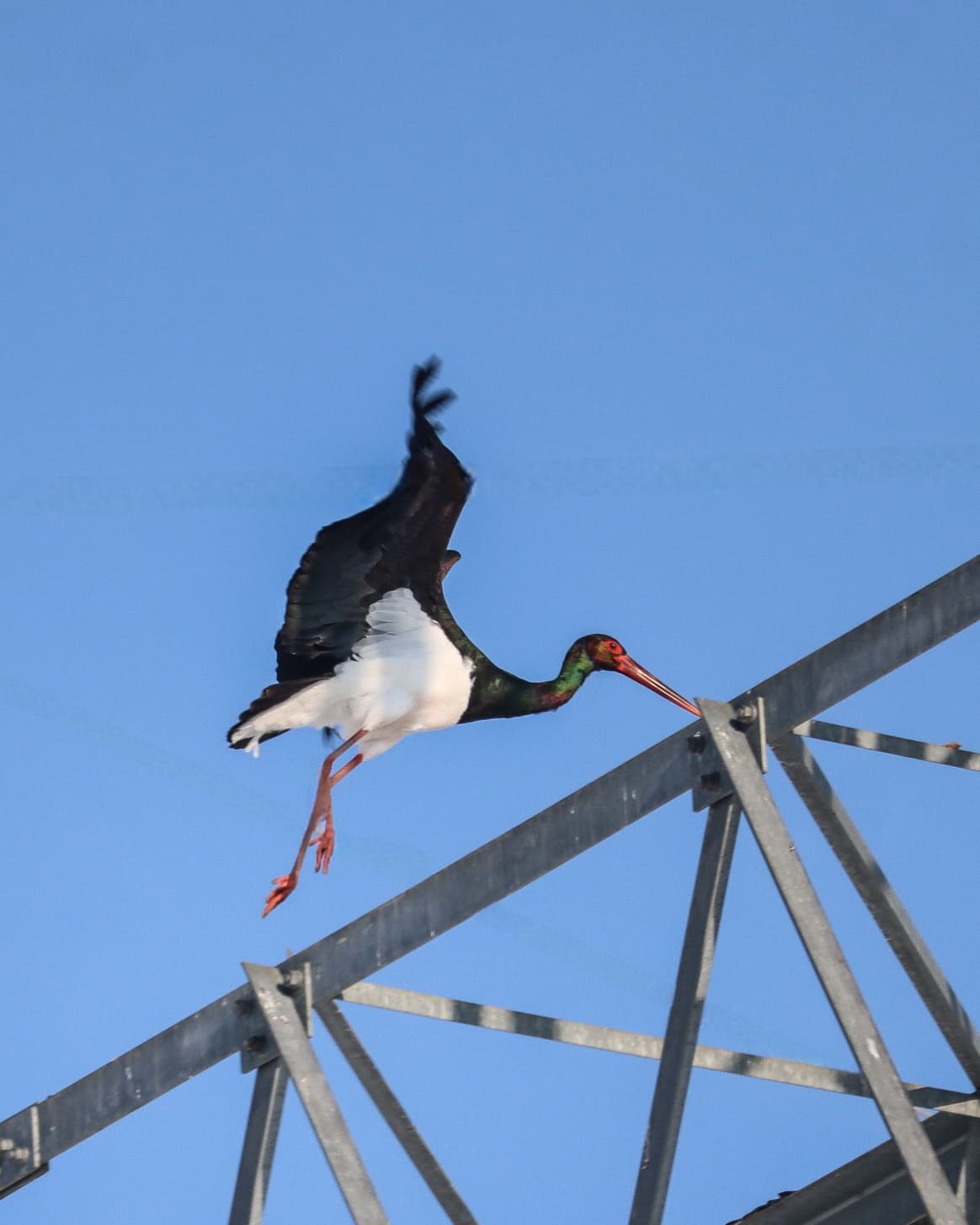 G&ouml;&ccedil; etmeyi unutan kara leylekler Elazığ&rsquo;da g&ouml;r&uuml;ld&uuml;
