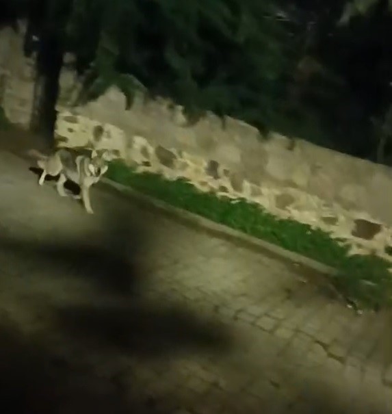 Bodrum&rsquo;da kurt s&uuml;r&uuml;s&uuml; g&ouml;r&uuml;nt&uuml;lendi
