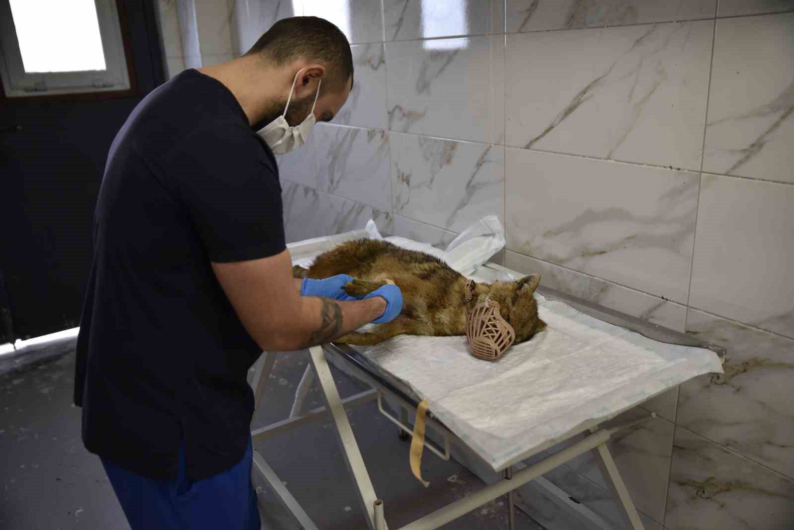 &Ouml;l&uuml;mc&uuml;l vir&uuml;se yakalanan &ccedil;akal tedavi ediliyor
