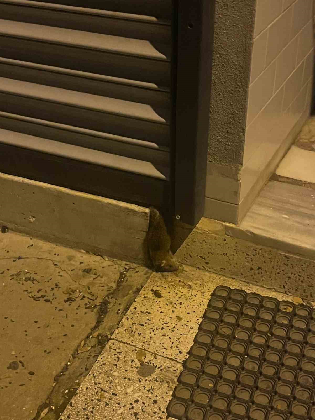 Sokakta fare paniği: &Ccedil;evreyi k&ouml;t&uuml; kokular sardı
