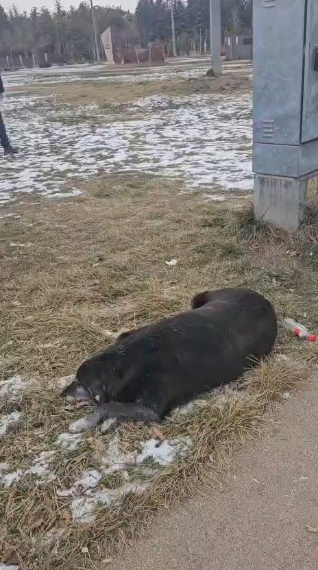 Hayvansever kadın ile belediye personeli arasında k&ouml;pek tartışması
