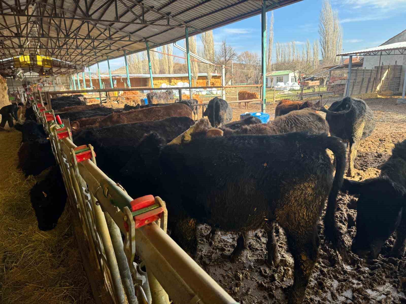 K&uuml;tahya&rsquo;da teslim edilen b&uuml;y&uuml;kbaş hayvanların kontrol ve muayeneleri yapıldı
