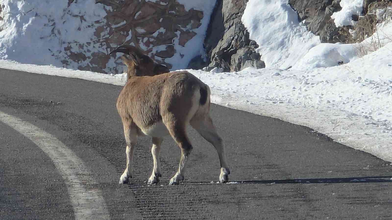 Sarp kayaların efendileri dağ ke&ccedil;ileri Vauk Dağı eteklerinde otlanırken g&ouml;r&uuml;ld&uuml;
