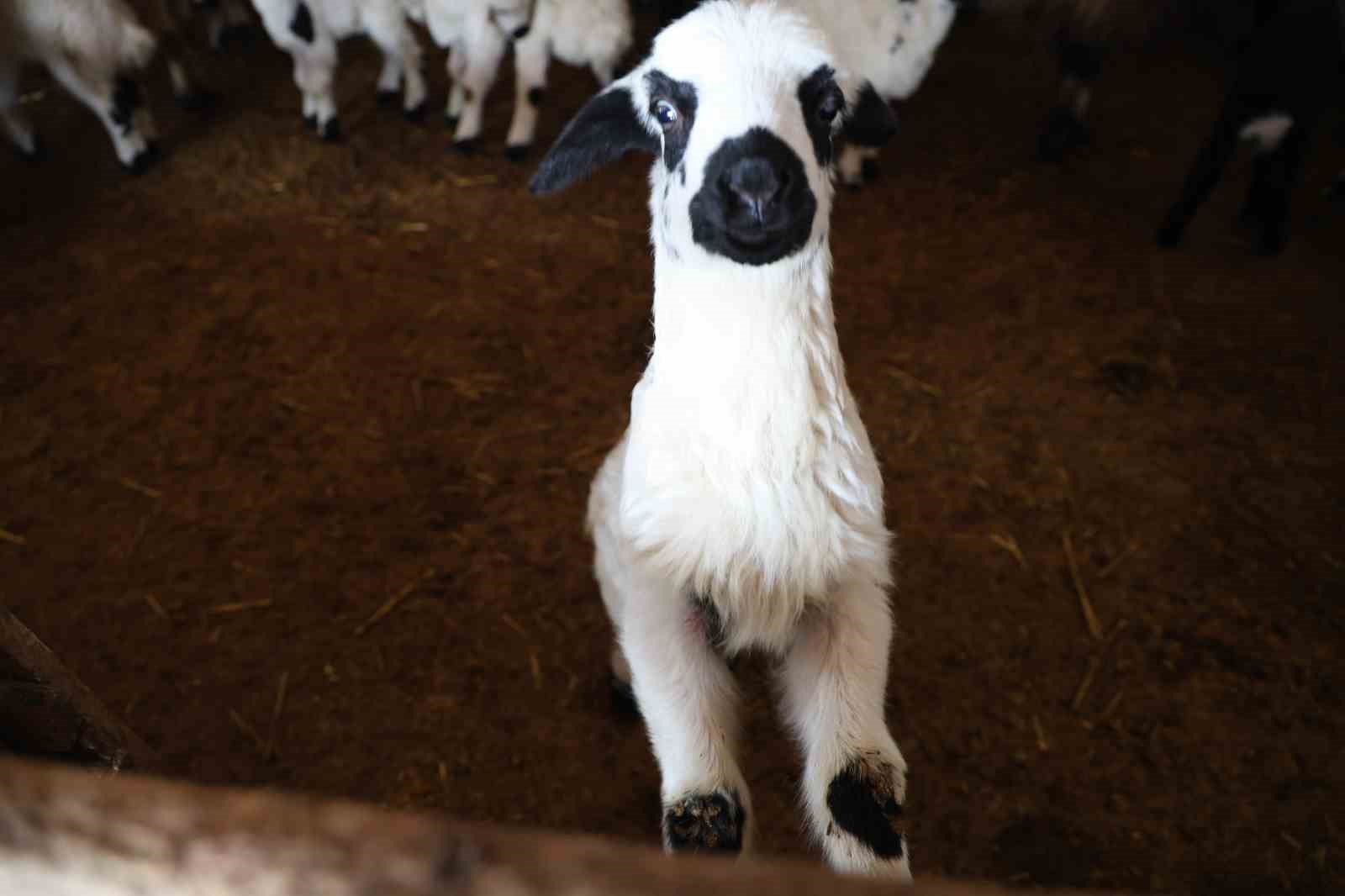 Yeni yıl bereketiyle geldi: Soğuk hava ile birlikte kuzu doğumları arttı