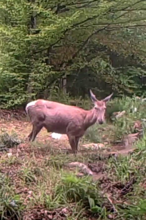 Geyiğin su keyfi fotokapanla görüntülendi