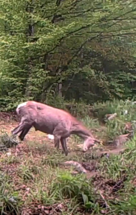 Geyiğin su keyfi fotokapanla görüntülendi