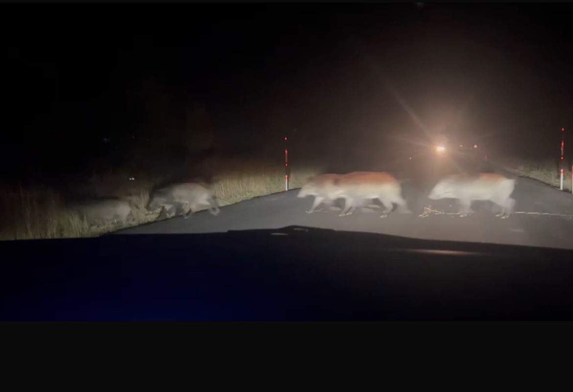 Yolun karşısına ge&ccedil;en domuz s&uuml;r&uuml;s&uuml; şaşırttı
