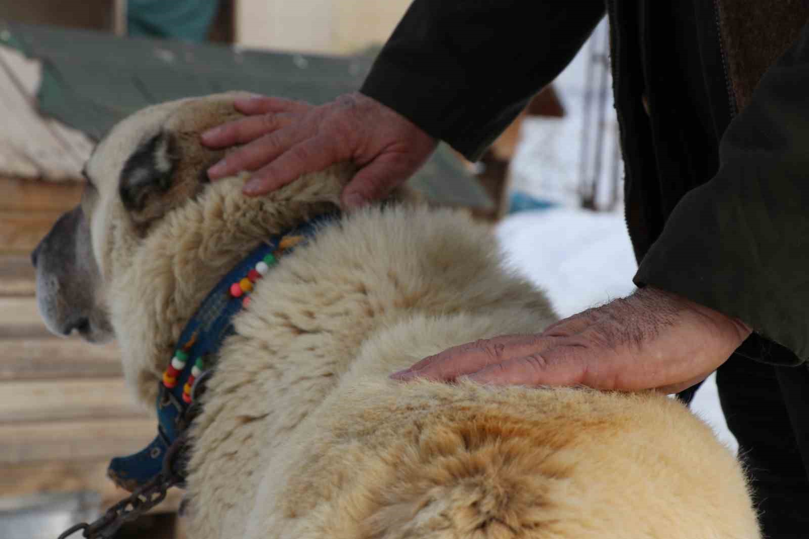 Sivas&rsquo;ta kar yağdı, kangallar &ouml;z&uuml;ne d&ouml;nd&uuml;
