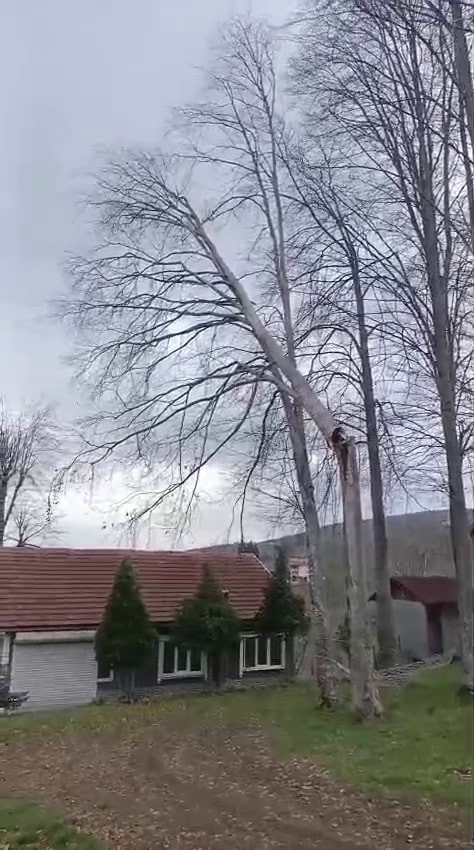 Şiddetli rüzgar ortalığı savaş alanına çevirdi: Yıkılan ağaçlar ve baraka yolu kapattı
