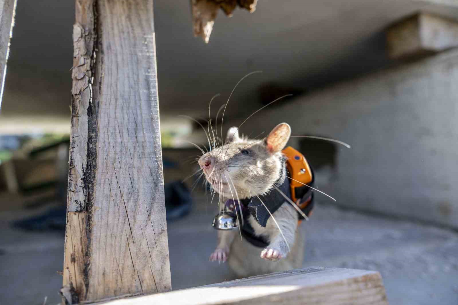 Arama kurtarmada yeni d&ouml;nem: Enkaz altında kalanları kahraman fareler kurtaracak
