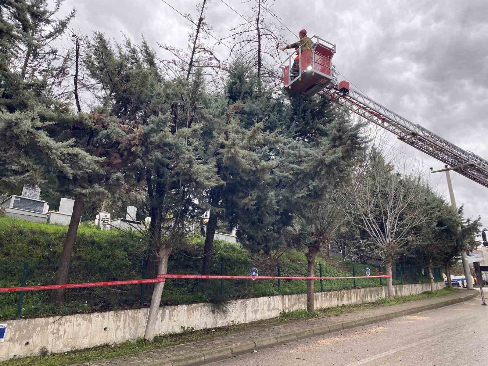 Bursa&rsquo;da lodos ağacı devirdi, elektrik hatları zarar g&ouml;rd&uuml;
