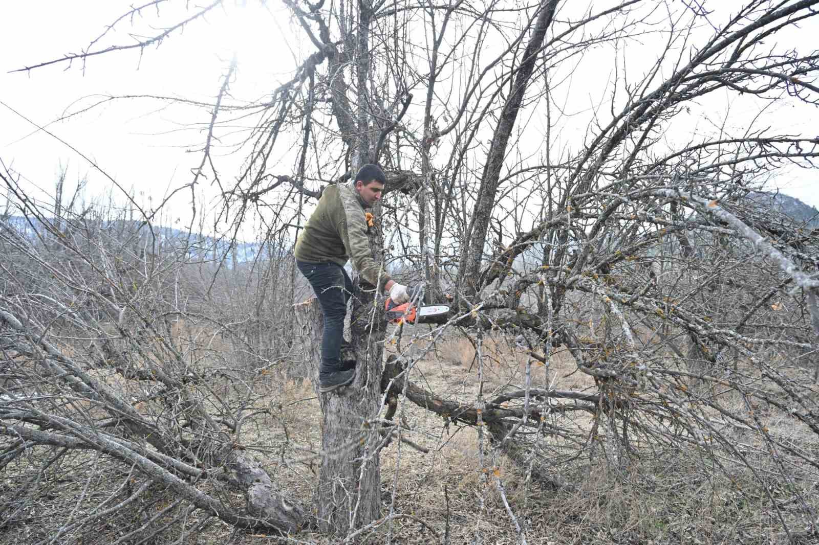 Gölcük Tabiat Parkı’nda elma bahçeleri yeniden üretime kazandırılıyor